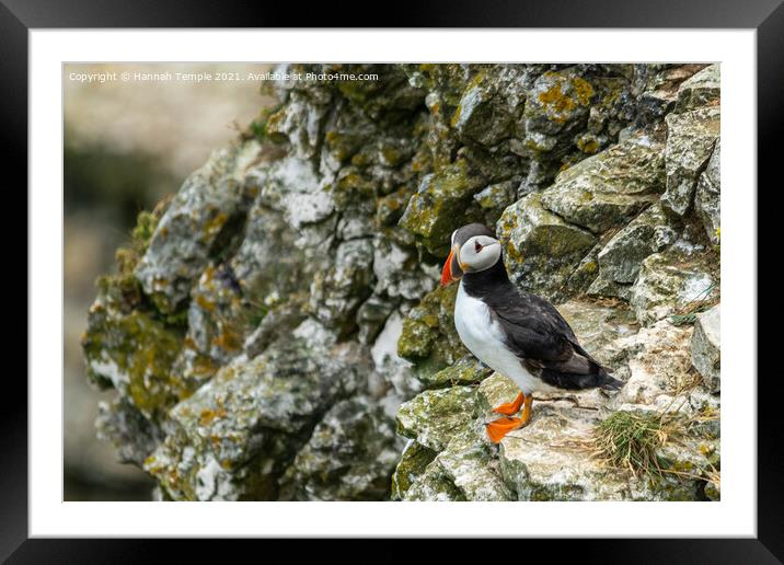 Puffin on the cliffs Framed Mounted Print by Hannah Temple