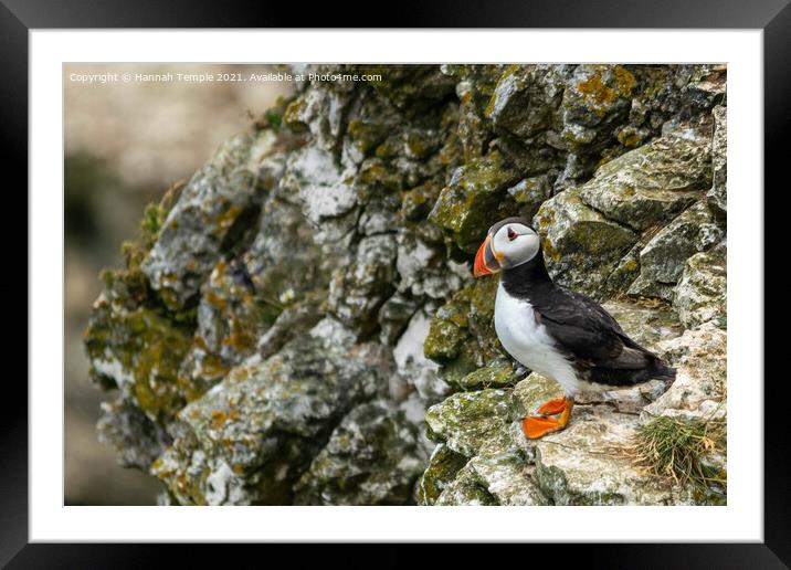Puffin Framed Mounted Print by Hannah Temple