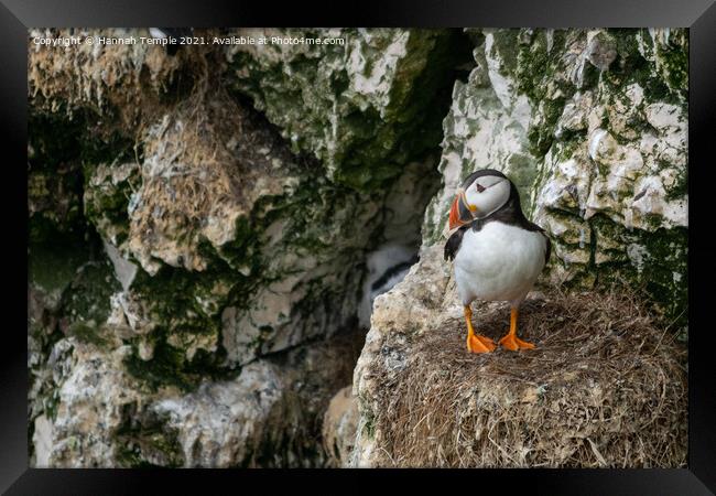 Puffin Framed Print by Hannah Temple