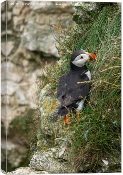 Puffin Canvas Print by Hannah Temple