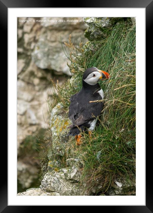 Puffin Framed Mounted Print by Hannah Temple