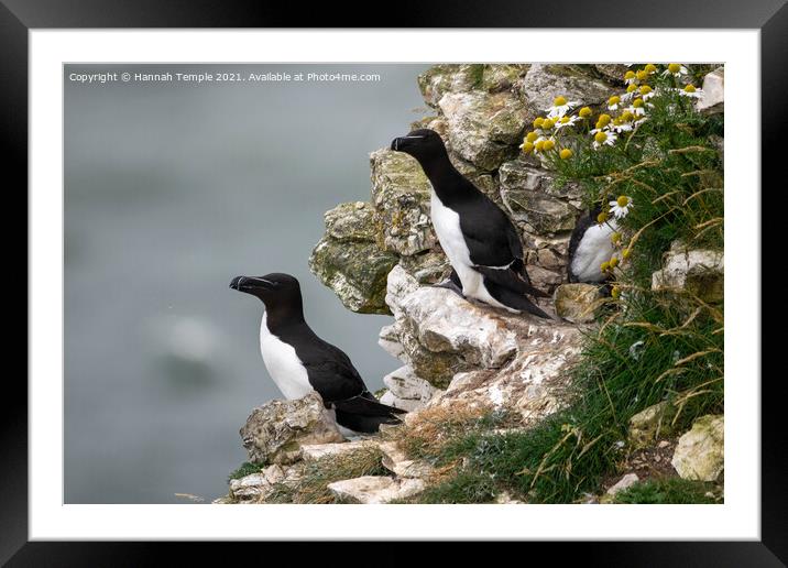 Guillemots  Framed Mounted Print by Hannah Temple