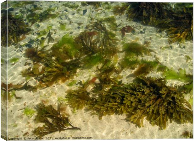 Seaweed and sand, Cornwall, UK. Canvas Print by Peter Bolton