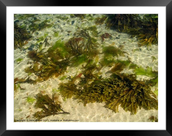 Seaweed and sand, Cornwall, UK. Framed Mounted Print by Peter Bolton