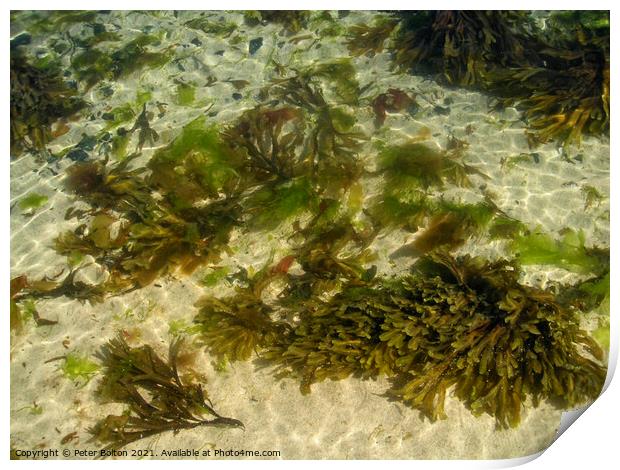 Seaweed and sand, Cornwall, UK. Print by Peter Bolton
