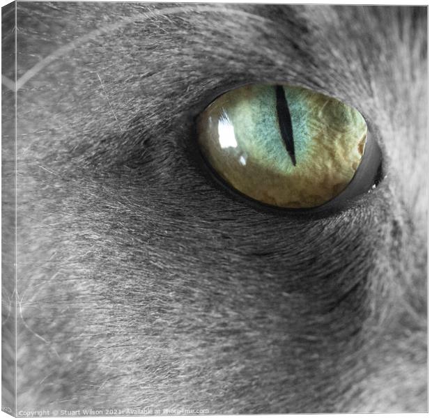 Cat's Eye Canvas Print by Stuart Wilson
