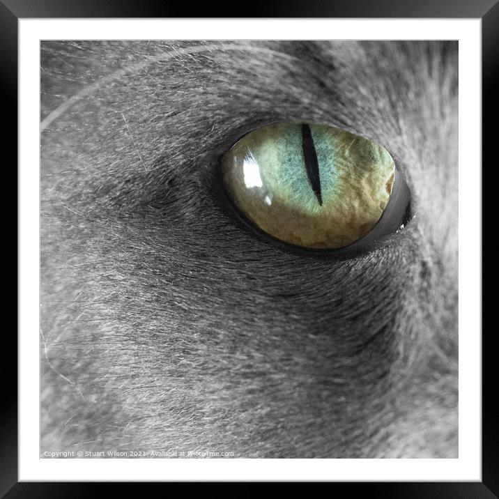 Cat's Eye Framed Mounted Print by Stuart Wilson