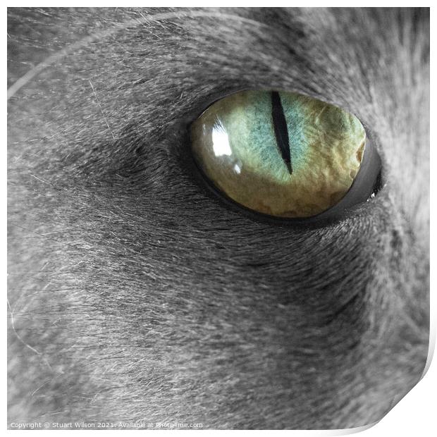 Cat's Eye Print by Stuart Wilson