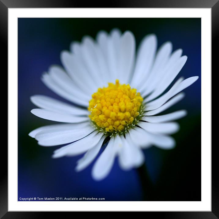 Daisy Dreams Framed Mounted Print by Tom Maslen