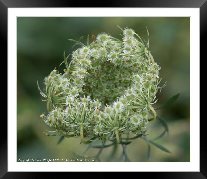 Queen Anne's Lace flower head Framed Mounted Print by Hazel Wright