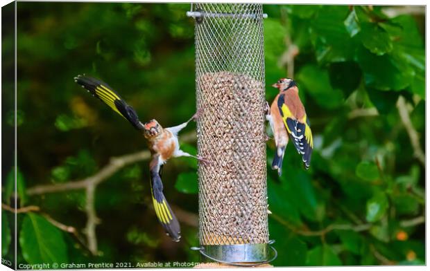 Squabbling Goldfinches Canvas Print by Graham Prentice