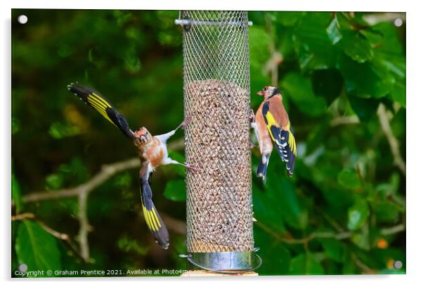 Squabbling Goldfinches Acrylic by Graham Prentice