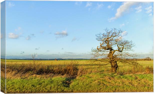 Country hedgerow at Hullbridge, Essex, UK. Canvas Print by Peter Bolton