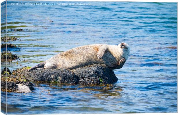 Harbour Seal having a scratch Canvas Print by Howard Kennedy