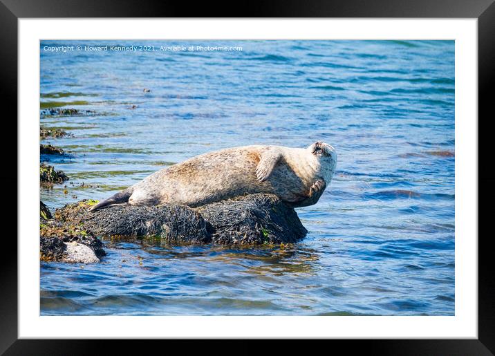 Harbour Seal having a scratch Framed Mounted Print by Howard Kennedy