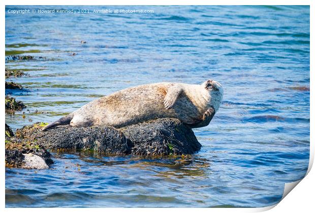 Harbour Seal having a scratch Print by Howard Kennedy