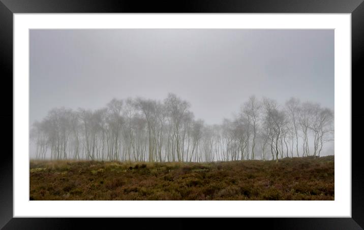Birch Trees in the fog Framed Mounted Print by Robbie Spencer