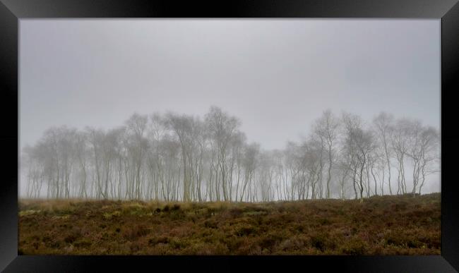 Birch Trees in the fog Framed Print by Robbie Spencer