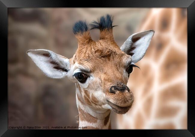 Rothschild Giraffe calf Mburo Framed Print by Fiona Etkin