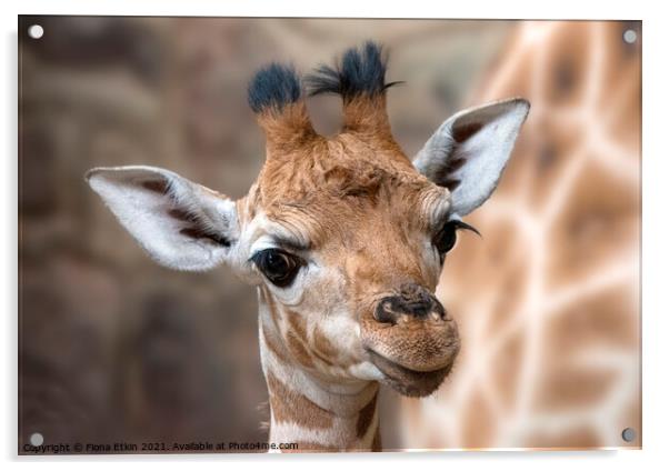 Rothschild Giraffe calf Mburo Acrylic by Fiona Etkin