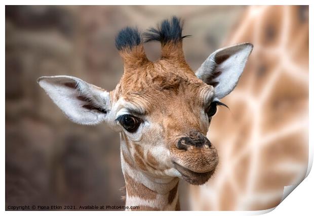 Rothschild Giraffe calf Mburo Print by Fiona Etkin