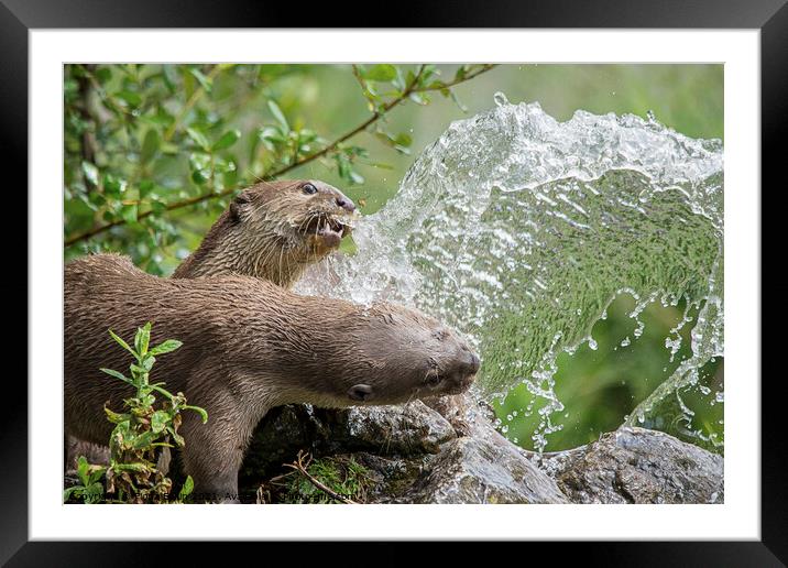 Otters Playing in the fountain Framed Mounted Print by Fiona Etkin