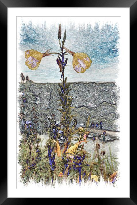 Evening Primrose Flower (Digital Art) Framed Mounted Print by Kevin Maughan