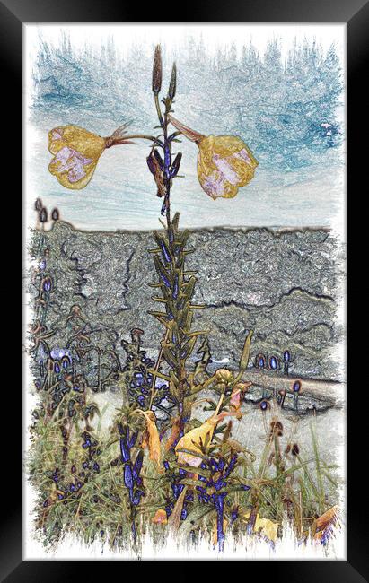 Evening Primrose Flower (Digital Art) Framed Print by Kevin Maughan