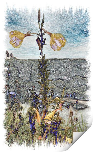 Evening Primrose Flower (Digital Art) Print by Kevin Maughan