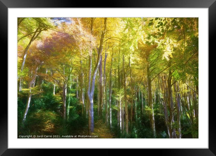 Grevolosa, beech forest in autumn - Picturesque Edition Framed Mounted Print by Jordi Carrio