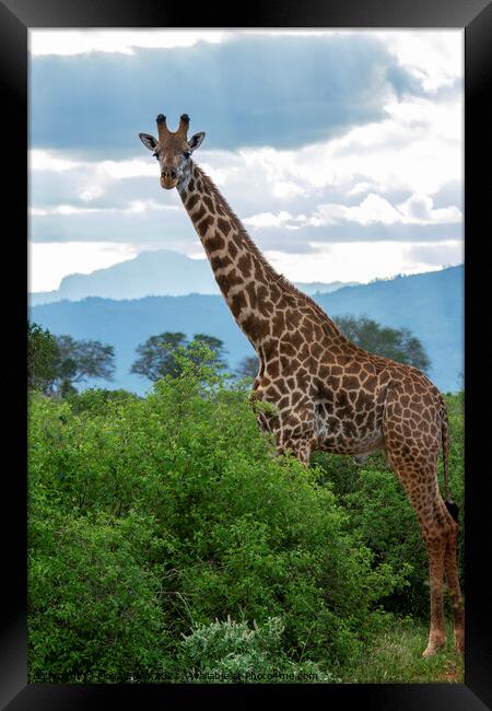 Tsavo East Giraffe  Framed Print by Fiona Etkin