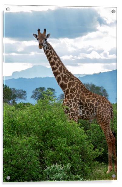 Tsavo East Giraffe  Acrylic by Fiona Etkin