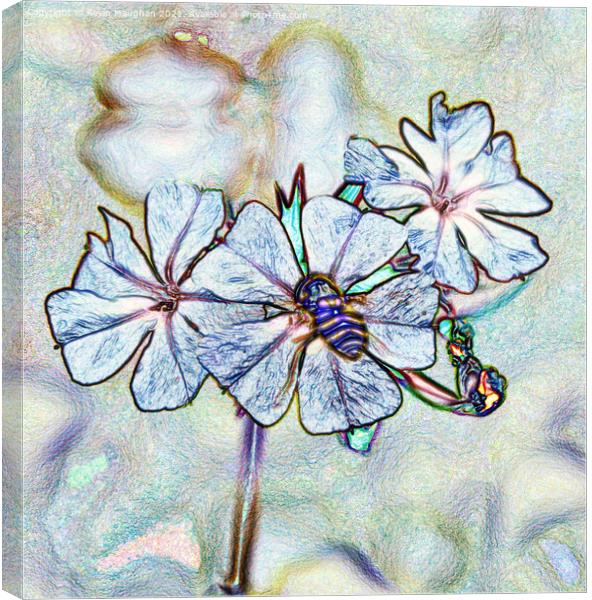 Garden Phlox Flower (Digital Art) Canvas Print by Kevin Maughan