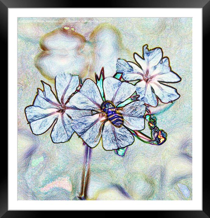 Garden Phlox Flower (Digital Art) Framed Mounted Print by Kevin Maughan