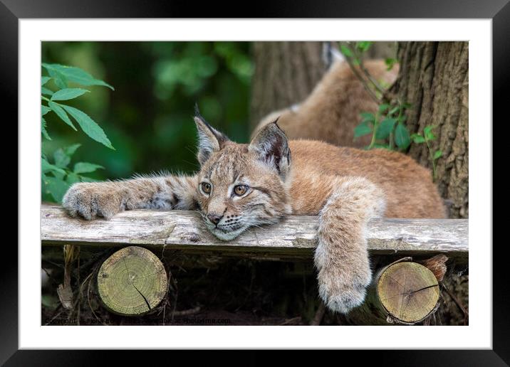 Lynx Kitten relaxing on a wooden ledge Framed Mounted Print by Fiona Etkin