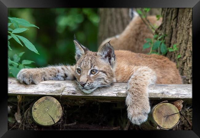 Lynx Kitten relaxing on a wooden ledge Framed Print by Fiona Etkin