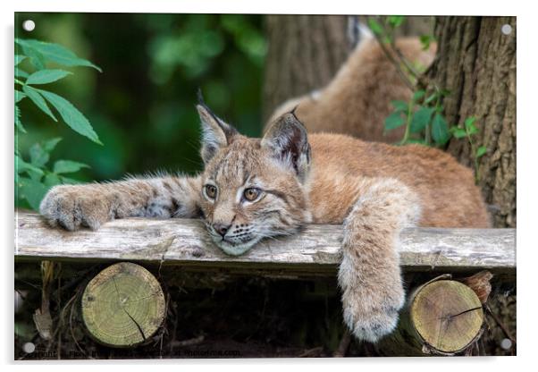 Lynx Kitten relaxing on a wooden ledge Acrylic by Fiona Etkin