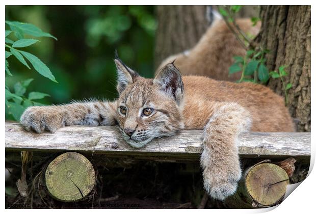 Lynx Kitten relaxing on a wooden ledge Print by Fiona Etkin