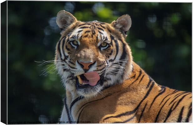 Blade the Bengal Tiger with his tongue out Canvas Print by Fiona Etkin