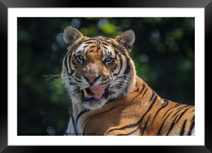 Blade the Bengal Tiger with his tongue out Framed Mounted Print by Fiona Etkin