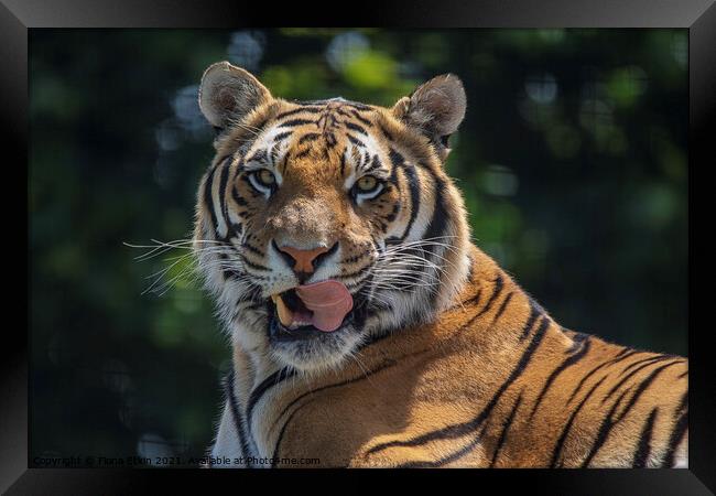 Blade the Bengal Tiger with his tongue out Framed Print by Fiona Etkin