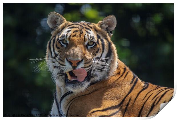 Blade the Bengal Tiger with his tongue out Print by Fiona Etkin