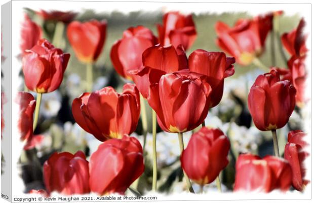 Majestic Red Tulips Canvas Print by Kevin Maughan