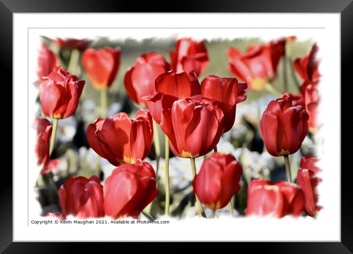 Majestic Red Tulips Framed Mounted Print by Kevin Maughan
