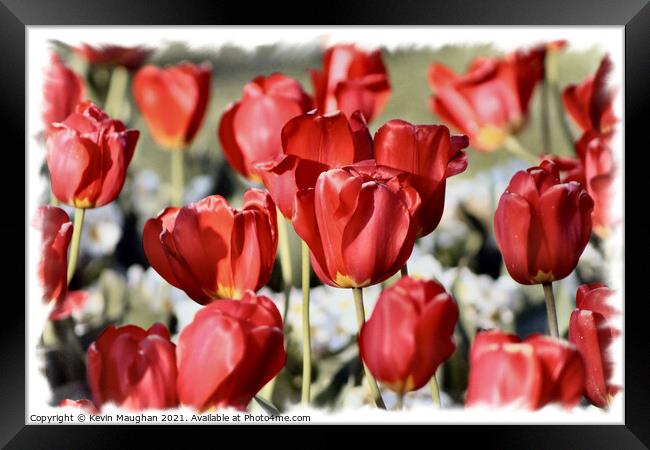 Majestic Red Tulips Framed Print by Kevin Maughan