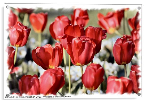 Majestic Red Tulips Acrylic by Kevin Maughan