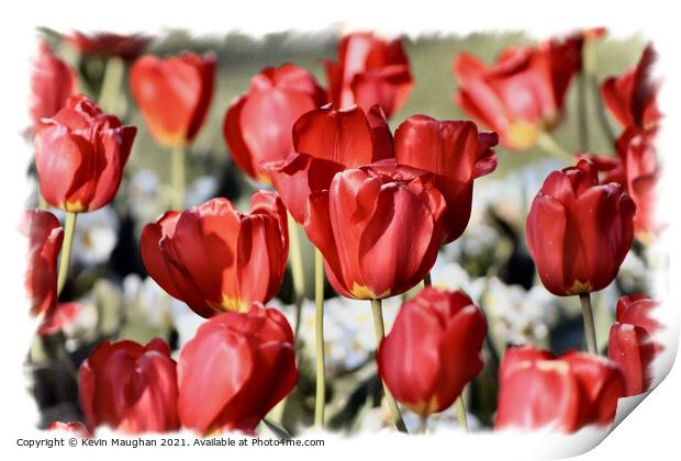 Majestic Red Tulips Print by Kevin Maughan