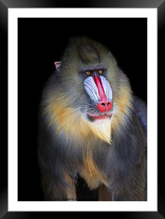 Mandrill Portrait Framed Mounted Print by Fiona Etkin
