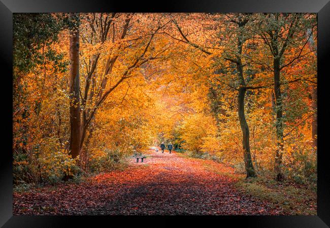 Golden Slumbers Framed Print by Mark Jones