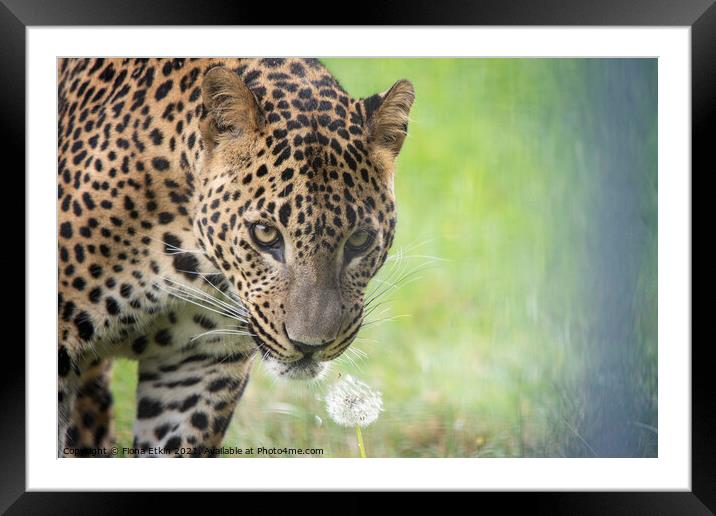 Sariask the male Amur Leopard Framed Mounted Print by Fiona Etkin